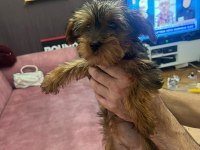 2.5 aylık toy poodle dişi