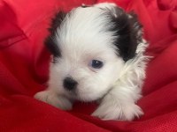 3 BEBEK KÖPEĞİMİZE YUVA ARIYORUZ