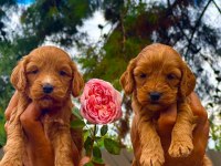 Maltipoo yavruları