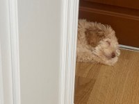 3 aylık oyuncu maltipoo