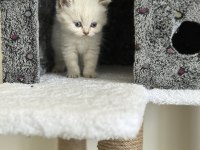 Secereli annenin dişi ve erkek yavruları british longhair
