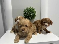 Sevimli maltipoo tüyler