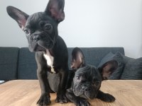 A+ Kalite FRENCH BULLDOG yavrularımız