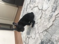 French bulldog yavrumuz