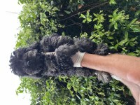 Toy poodle bebekler