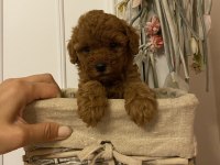 Oyuncu Toy Poodle Bebekler