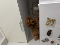 TOY POODLE KÖPEĞİ