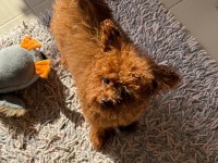 8 aylık dişi poodle 1.700 gram