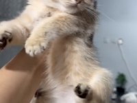 Dişi Golden British Shorthair