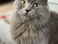 KEDİMİZ HEVESLİK DEĞİL ÖMÜRLÜK YUVASINI ARIYOR (ÜCRETSİZ)