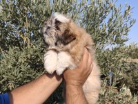 Shih tzu yavruları