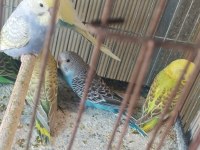 Yeni yeme inmiş bebek muhabbetler