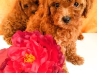 Kore Gen Toy Poodle Yavrular