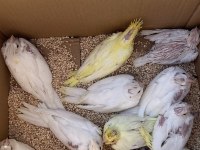 Hepsi Birbirinden Güzel Sultan Papağanlar
