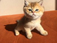 A kalite golden British Shorthair bebekler