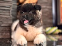 Akita İnu Yavruları Üst kalite