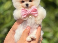Pomeranian boo bebeklerim