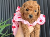 45 Günlük Toy Poodle Dişi Yavrumuz
