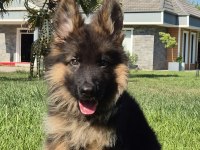 Almanların Efsaneleşen Köpeği Alman Kurdu Yavruları