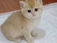 Üst kalite golden kedilerimiz veteriner kontrollü