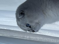 Blue Point Scottish Fold Yavrularımız