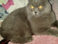 Scottish fold 10 aylık erkek
