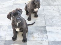 Cane corso köpeği
