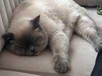 Blue Point british shorthair