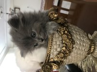 Chinchilla - Scottish Kırma 1 Aylık Bebekler