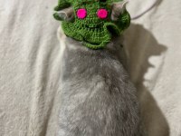4.5 aylık prenses british shorthair