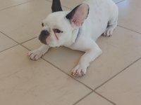 7 aylık french bulldog