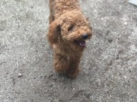 8 Aylık Dişi 4.5 Kilo Poodle