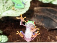 KIRMIZI GÖZLÜ AĞAÇ KURBAĞASI (red eye tree frog)