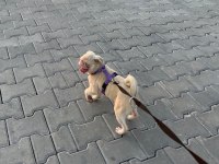 7 Aylık PİNK AND TAN Dişi Pug Mops İZMİR