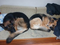 Ücretsiz Ankara içi sahiplenilecek alman çoban köpeği