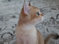 Golden cat british shorthair