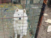 Samoyed sahibinden