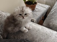 Scottish fold dişi