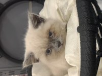 Blue point dişi british shorthair yavrumuza yuva arıyoruz