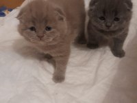 Safkan scottish fold yavru kediler