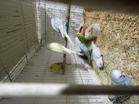 ELE ALIŞTIRMALIK KUŞLAR HER RENK MEVCUT