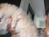 Pomeryan boo köpeğimiz