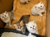 Golden ve Beyaz Uzun Tüylü Kaliteli Cins Yavrularım