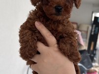 Temas Bağımlısı Poodle Yavrular