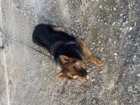 Orijinal şecereli k9 alman kurdu