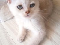 British shorthair kardeşler manisa