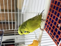 Jumbo dişi muhabbet kuşu