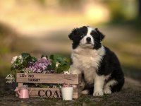 Şirin mi şirin Border Collie yavrularım