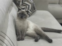 Scottish Fold Ücretsiz Sahiplendirme