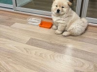 Safkan chow chow yavrularımız